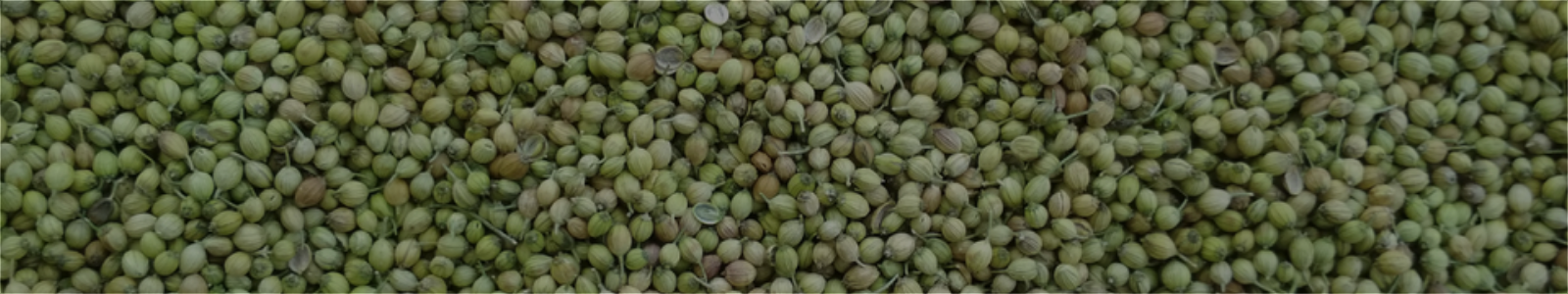 Coriander Seed