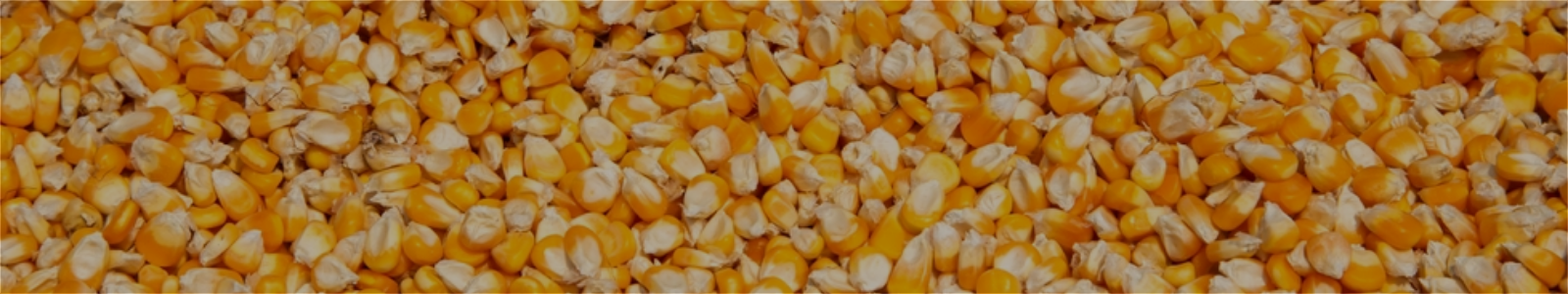 Maize