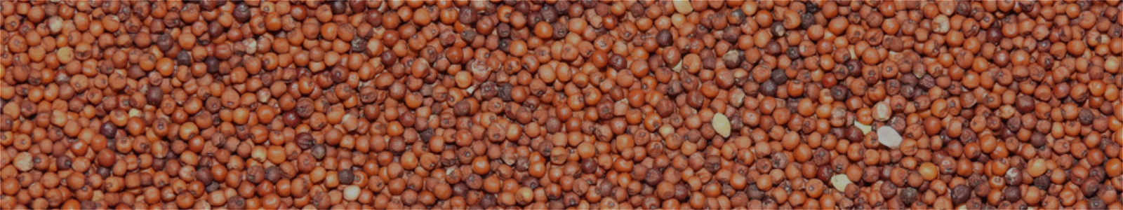 Ragi Red Millet