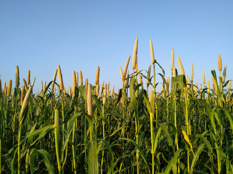 Green Millet Or Bajra