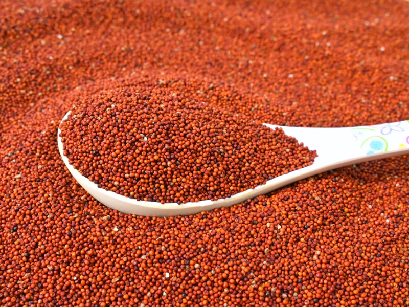 Ragi Red Millet