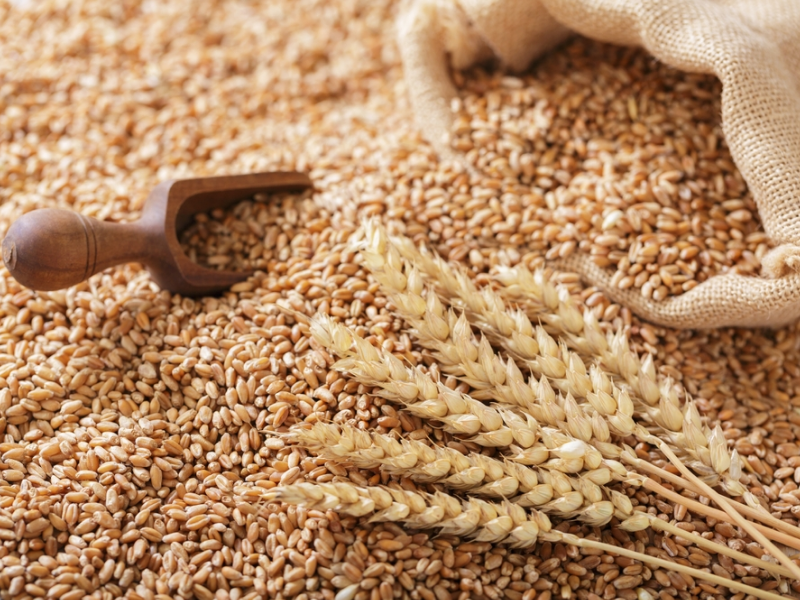 Wheat