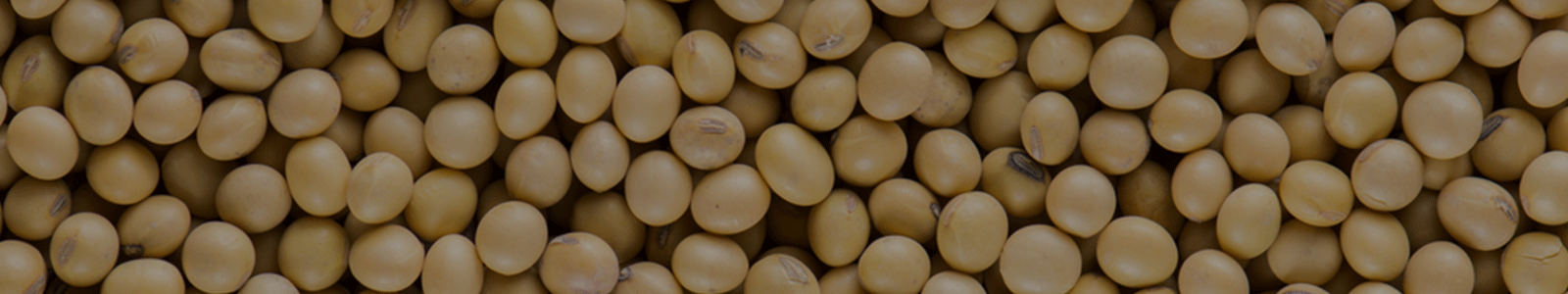 soyabean